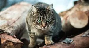 „Poslednjih nekoliko meseci imala sam osećaj kao da me neko posmatra.” - content image