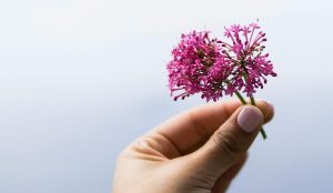 Poslije sat vremena više nećete vidjeti muhu, ni komarca u blizini: SMUĆKAJTE IM POSLJEDNJU VEČERU - content image