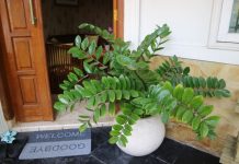 Pelcer ove biljke nabavite prije Nove godine: Vjeruje se da je magnet za novac Pelcer ove biljke nabavite prije Nove godine: Vjeruje se da je magnet za novac - featured image