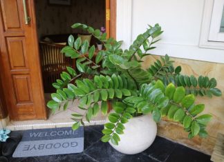 Pelcer ove biljke nabavite prije Nove godine: Vjeruje se da je magnet za novac Pelcer ove biljke nabavite prije Nove godine: Vjeruje se da je magnet za novac - featured image