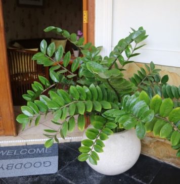 Pelcer ove biljke nabavite prije Nove godine: Vjeruje se da je magnet za novac Pelcer ove biljke nabavite prije Nove godine: Vjeruje se da je magnet za novac - featured image