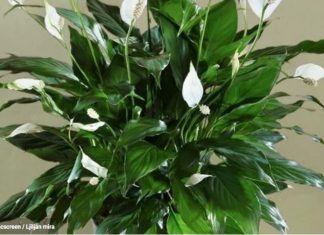 Spatifilum ili ljiljan mira neće uvenuti preko zime ako ovo stavite ispod saksije Spatifilum ili ljiljan mira neće uvenuti preko zime ako ovo stavite ispod saksije - featured image