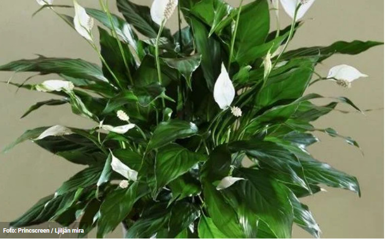 Spatifilum ili ljiljan mira neće uvenuti preko zime ako ovo stavite ispod saksije - featured image