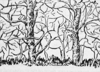 Prva životinja koju vidite na ilustraciji otkriće vam apsolutno sve o vašoj ličnosti i to bez greške Prva životinja koju vidite na ilustraciji otkriće vam apsolutno sve o vašoj ličnosti i to bez greške - featured image