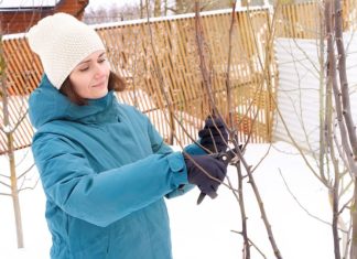 Ovo su biljke koje morate da orezujete i zimi: Biće jače, bujnije i otpornije tokom cele godine Ovo su biljke koje morate da orezujete i zimi: Biće jače, bujnije i otpornije tokom cele godine - featured image