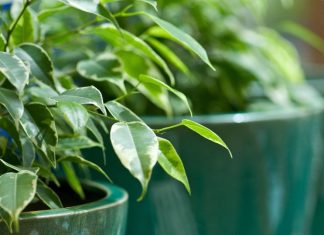 Ova klasična biljka je proglašena za broj 1 u 2026.: Pročišćava vazduh, smanjenje stres i ima je u svim bojama i oblicima – ako je već nemate, nabavite je odmah