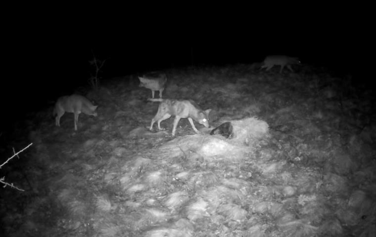 Zastrašujući prizor na jugu Srbije: Kamera snimila predatore, oči im zasijale u mraku VIDEO - featured image Zastrašujući prizor na jugu Srbije: Kamera snimila predatore, oči im zasijale u mraku VIDEO - featured image