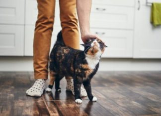 TRLJA LI SE MAČKA UZ VAŠE NOGE: Evo šta vam pokušava reći TRLJA LI SE MAČKA UZ VAŠE NOGE: Evo šta vam pokušava reći - featured image