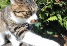 NEPOZNATA MAČKA VAM SE POJAVILA NA KUĆNOM PRAGU? INDIJSKO VJEROVANJE UPOZORAVA: “U toj kući će uskoro biti…” NEPOZNATA MAČKA VAM SE POJAVILA NA KUĆNOM PRAGU? INDIJSKO VJEROVANJE UPOZORAVA: “U toj kući će uskoro biti…” - featured image