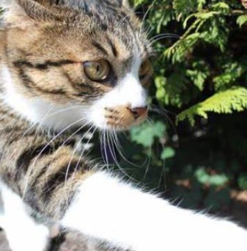 NEPOZNATA MAČKA VAM SE POJAVILA NA KUĆNOM PRAGU? INDIJSKO VJEROVANJE UPOZORAVA: “U toj kući će uskoro biti…” NEPOZNATA MAČKA VAM SE POJAVILA NA KUĆNOM PRAGU? INDIJSKO VJEROVANJE UPOZORAVA: “U toj kući će uskoro biti…” - featured image