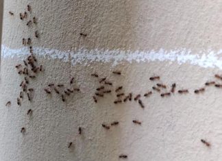 Nećete verovati: Mravi od pamtiveka nagoveštavaju događaje, evo kada slute zlo i nesreću u kući