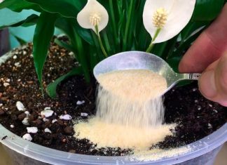 Nakon ovog moje sobne biljke CVATU kao divlje: Dodajte po 1 kašičicu u svaku saksiju, ništa više!