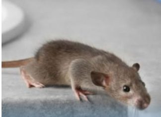 Miševi ne mogu da smisle miris jedne biljke: Ako je stavite u svoj dom više se nikad neće vraćati Miševi ne mogu da smisle miris jedne biljke: Ako je stavite u svoj dom više se nikad neće vraćati - featured image