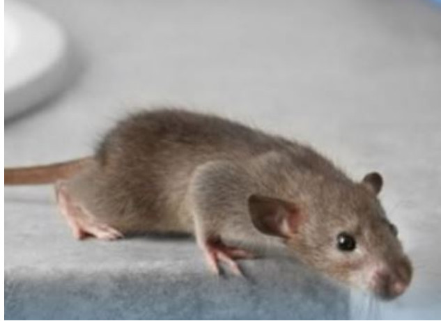 Miševi ne mogu da smisle miris jedne biljke: Ako je stavite u svoj dom više se nikad neće vraćati - featured image Miševi ne mogu da smisle miris jedne biljke: Ako je stavite u svoj dom više se nikad neće vraćati - featured image