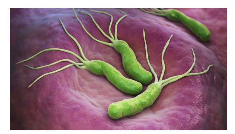 POVRĆKA KOJA UBIJA HELIKO BAKTERIJU, KISELINU I KARCINOM STOMAKA: Dovoljno je 70 grama dnevno! - featured image