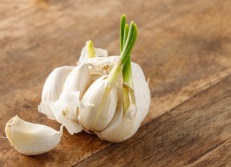 Šta kada beli luk proklija – da li može da se jede ili ga treba pod hitno baciti? Šta kada beli luk proklija – da li može da se jede ili ga treba pod hitno baciti? - featured image