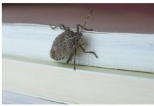 STAVITE OVO KOD VRATA I SVIH PROZORA: Smrdibube se neće približiti vašem domu! STAVITE OVO KOD VRATA I SVIH PROZORA: Smrdibube se neće približiti vašem domu! - featured image