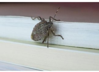 STAVITE OVO KOD VRATA I SVIH PROZORA: Smrdibube se neće približiti vašem domu! STAVITE OVO KOD VRATA I SVIH PROZORA: Smrdibube se neće približiti vašem domu! - featured image