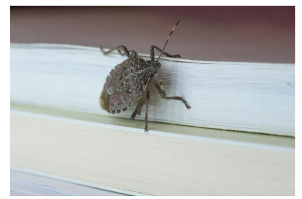 STAVITE OVO KOD VRATA I SVIH PROZORA: Smrdibube se neće približiti vašem domu! - featured image