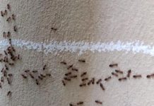 Mravi od pamtivijeka nagovještavaju događaje, evo kada slute zlo i nesreću u kući! Niko ne može da vjeruje! (FOTO) Mravi od pamtivijeka nagovještavaju događaje, evo kada slute zlo i nesreću u kući! Niko ne može da vjeruje! (FOTO) - featured image