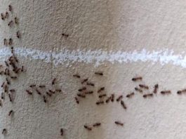 Mravi od pamtivijeka nagovještavaju događaje, evo kada slute zlo i nesreću u kući! Niko ne može da vjeruje! (FOTO) Mravi od pamtivijeka nagovještavaju događaje, evo kada slute zlo i nesreću u kući! Niko ne može da vjeruje! (FOTO) - featured image