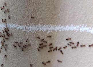 Mravi od pamtivijeka nagovještavaju događaje, evo kada slute zlo i nesreću u kući! Niko ne može da vjeruje! (FOTO) Mravi od pamtivijeka nagovještavaju događaje, evo kada slute zlo i nesreću u kući! Niko ne može da vjeruje! (FOTO) - featured image