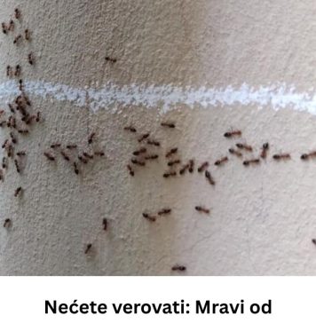 Mravi od pamtivijeka nagovještavaju događaje, evo kada slute zlo i nesreću u kući! Niko ne može da vjeruje! (FOTO) Mravi od pamtivijeka nagovještavaju događaje, evo kada slute zlo i nesreću u kući! Niko ne može da vjeruje! (FOTO) - featured image