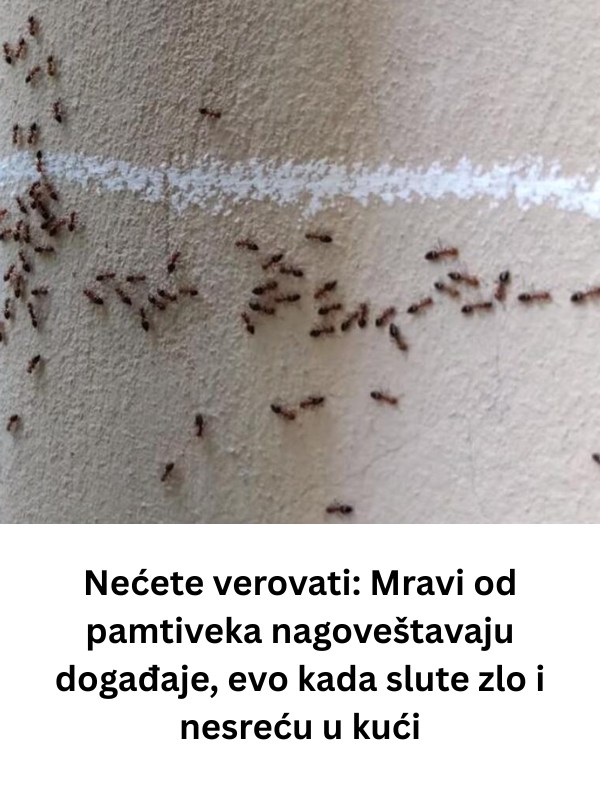 Mravi od pamtivijeka nagovještavaju događaje, evo kada slute zlo i nesreću u kući! Niko ne može da vjeruje! (FOTO) - featured image