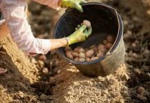 DV0STRUKI Prinos Krompira: 0BAVEZN0 D0DAJTE 0V0 U ZEMLJU PRlJE SADNJE…. DV0STRUKI Prinos Krompira: 0BAVEZN0 D0DAJTE 0V0 U ZEMLJU PRlJE SADNJE…. - featured image