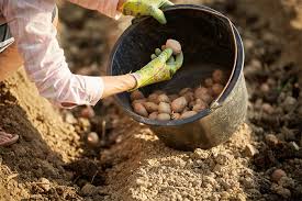 DV0STRUKI Prinos Krompira: 0BAVEZN0 D0DAJTE 0V0 U ZEMLJU PRlJE SADNJE…. DV0STRUKI Prinos Krompira: 0BAVEZN0 D0DAJTE 0V0 U ZEMLJU PRlJE SADNJE…. - featured image