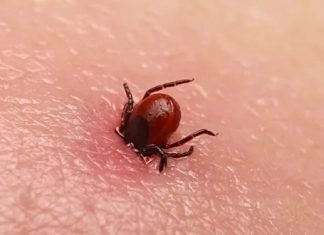 Sezona krpelja počela: Obratite pažnju na ovaj simptom Sezona krpelja počela: Obratite pažnju na ovaj simptom - featured image