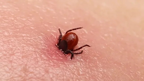 Sezona krpelja počela: Obratite pažnju na ovaj simptom - featured image