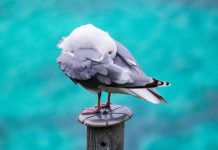 U ovom siru Srbi se dave, a užasno oštećuje creva: Kad čujete šta sve sadrži, odmah ćete ga BACITI U ovom siru Srbi se dave, a užasno oštećuje creva: Kad čujete šta sve sadrži, odmah ćete ga BACITI - featured image