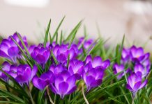 Uskoro ‘udara’ i treće džemre: Šta kaže narodni kalendar za 2026. godinu? Uskoro 'udara' i treće džemre: Šta kaže narodni kalendar za 2026. godinu? - featured image