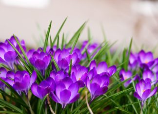 Uskoro ‘udara’ i treće džemre: Šta kaže narodni kalendar za 2026. godinu? Uskoro 'udara' i treće džemre: Šta kaže narodni kalendar za 2026. godinu? - featured image