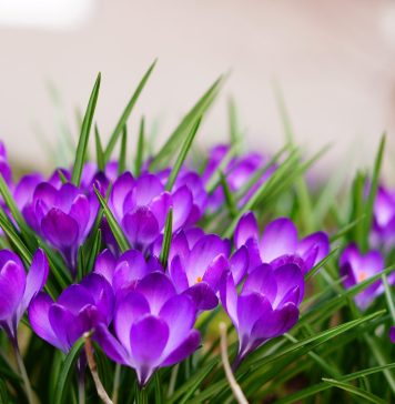 Uskoro ‘udara’ i treće džemre: Šta kaže narodni kalendar za 2026. godinu? Uskoro 'udara' i treće džemre: Šta kaže narodni kalendar za 2026. godinu? - featured image