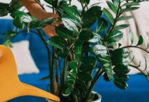 Sipajte pola šolje u saksiju za cvijeće: Zamiokulkas će pustiti lišće kao lud! Sipajte pola šolje u saksiju za cvijeće: Zamiokulkas će pustiti lišće kao lud! - featured image