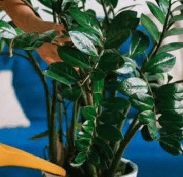 Sipajte pola šolje u saksiju za cvijeće: Zamiokulkas će pustiti lišće kao lud! Sipajte pola šolje u saksiju za cvijeće: Zamiokulkas će pustiti lišće kao lud! - featured image