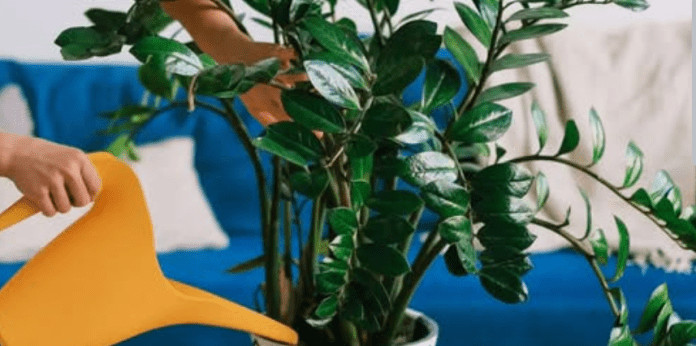 Sipajte pola šolje u saksiju za cvijeće: Zamiokulkas će pustiti lišće kao lud! - featured image