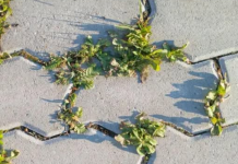 Nema više čupanje korova: Na proljeće samo pospite 1 namirnicu po njemu i biće trajno uništen