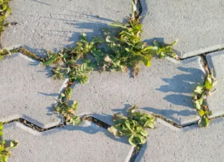 Nema više čupanje korova: Na proljeće samo pospite 1 namirnicu po njemu i biće trajno uništen