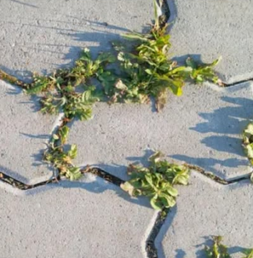 Nema više čupanje korova: Na proljeće samo pospite 1 namirnicu po njemu i biće trajno uništen