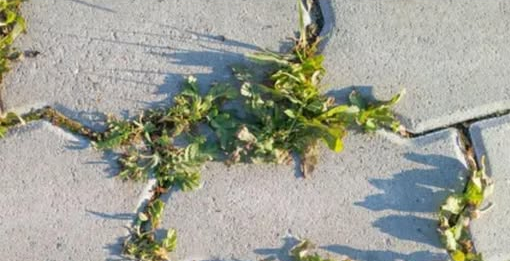 Nema više čupanje korova: Na proljeće samo pospite 1 namirnicu po njemu i biće trajno uništen