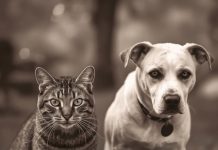 Mačke osjete kad vam dolazi bolest, a psi kad vam dolazi loša osoba: Evo kako životinje skeniraju energiju Mačke osjete kad vam dolazi bolest, a psi kad vam dolazi loša osoba: Evo kako životinje skeniraju energiju - featured image