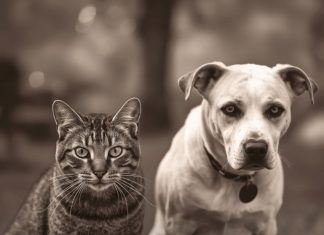 Mačke osjete kad vam dolazi bolest, a psi kad vam dolazi loša osoba: Evo kako životinje skeniraju energiju Mačke osjete kad vam dolazi bolest, a psi kad vam dolazi loša osoba: Evo kako životinje skeniraju energiju - featured image