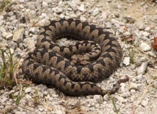 POLA LJUDI DRŽI OVO U DVORIŠTU, A NE ZNA DA TO ZMIJE PRIVLAČI KAO MAGNET: Jedno posebno koriste deca! POLA LJUDI DRŽI OVO U DVORIŠTU, A NE ZNA DA TO ZMIJE PRIVLAČI KAO MAGNET: Jedno posebno koriste deca! - featured image