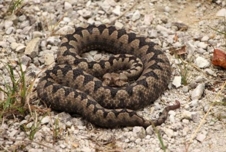 POLA LJUDI DRŽI OVO U DVORIŠTU, A NE ZNA DA TO ZMIJE PRIVLAČI KAO MAGNET: Jedno posebno koriste deca! - featured image