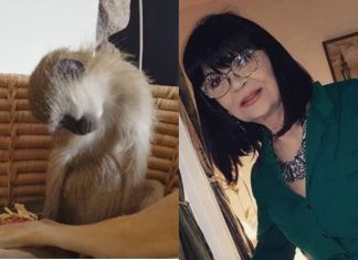 Nada Obrić živela sa majmunom, hranila ga, sa sobom vodila: Nije ni slutila šta će je te večeri snaći u podrumu – igrala se sa đav0lom, koštao je života Nada Obrić živela sa majmunom, hranila ga, sa sobom vodila: Nije ni slutila šta će je te večeri snaći u podrumu – igrala se sa đav0lom, koštao je života - featured image