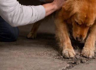 Moj pas iz azila nije prestajao da grebe beton u podrumu; kada sam konačno razbio pod, bio sam potpuno užasnut onim što sam pronašao unutra. Moj pas iz azila nije prestajao da grebe beton u podrumu; kada sam konačno razbio pod, bio sam potpuno užasnut onim što sam pronašao unutra. - featured image