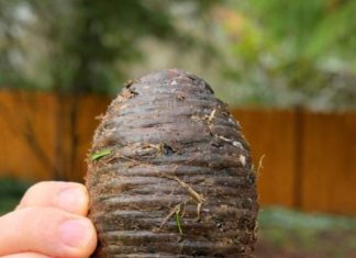 Pronašla sam ovu čudnu stvar u dvorištu sasvim slučajno i bila sam šokirana kad sam saznala što je 🤔 Pronašla sam ovu čudnu stvar u dvorištu sasvim slučajno i bila sam šokirana kad sam saznala što je 🤔 - featured image